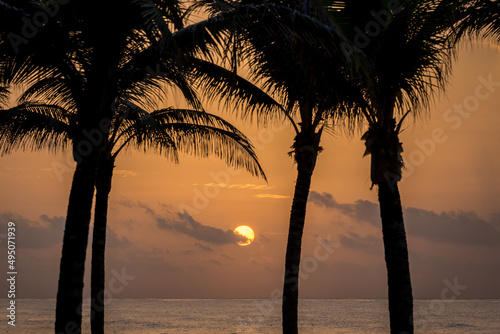 Palm trees silhouettes on tropical beach at vivid sunset time