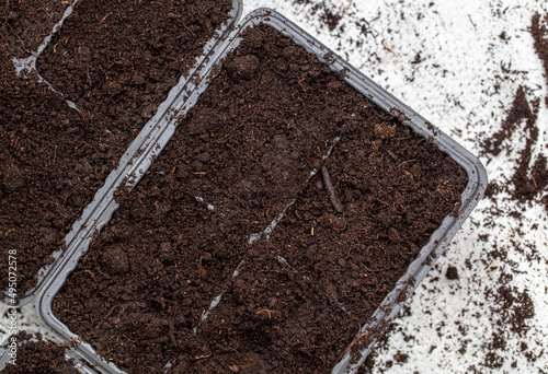 Soil preparation in containers for planting seeds.