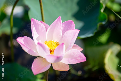 Pink Lotus Flower Or Water Lily Floating with blurry green leaf.