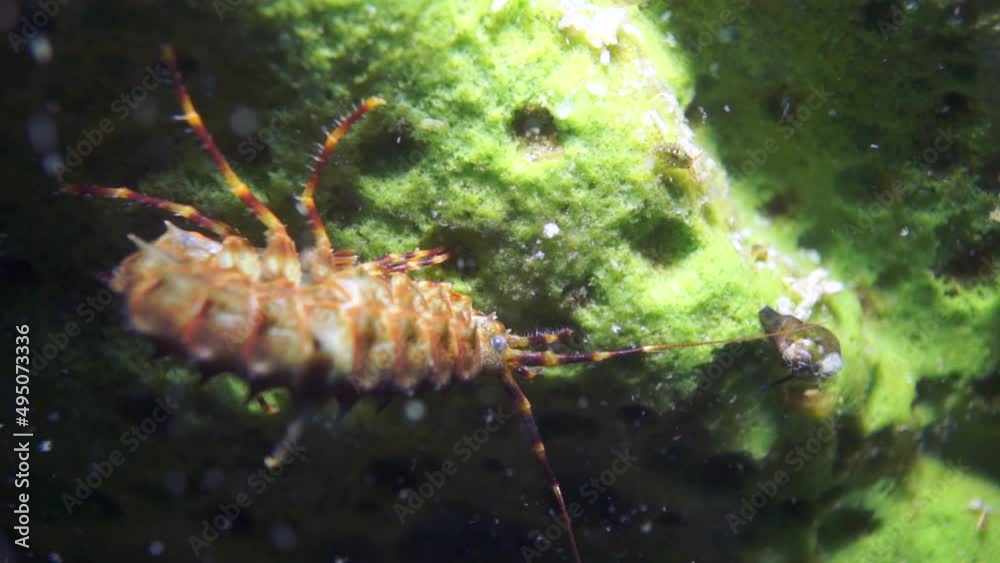 Underwater life of crustacean crayfish with yellow shell macro shooting in wild nature of Lake Baikal. Underwater life of crustacean crayfish with yellow shell macro shooting in wild nature of Lake Baikal.