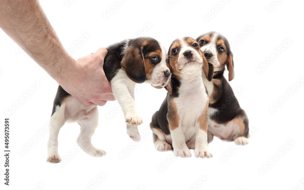 Puppies in hands on a white background.