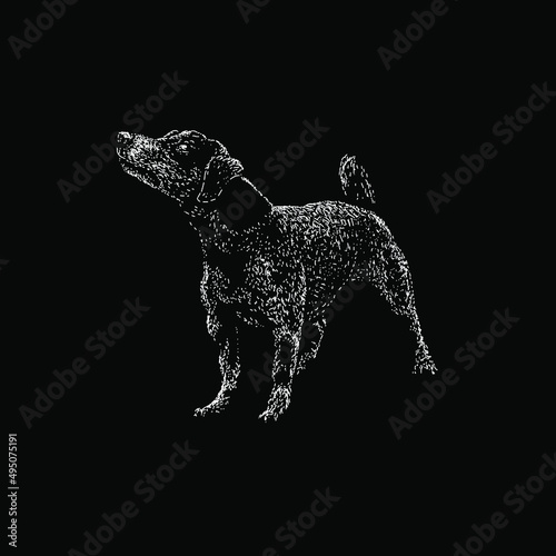 jack russell dog illustration isolated on black background