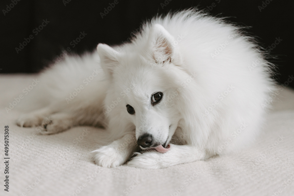 White fluffy dog on the sofa close-up White fluffy dog on the sofa close-up