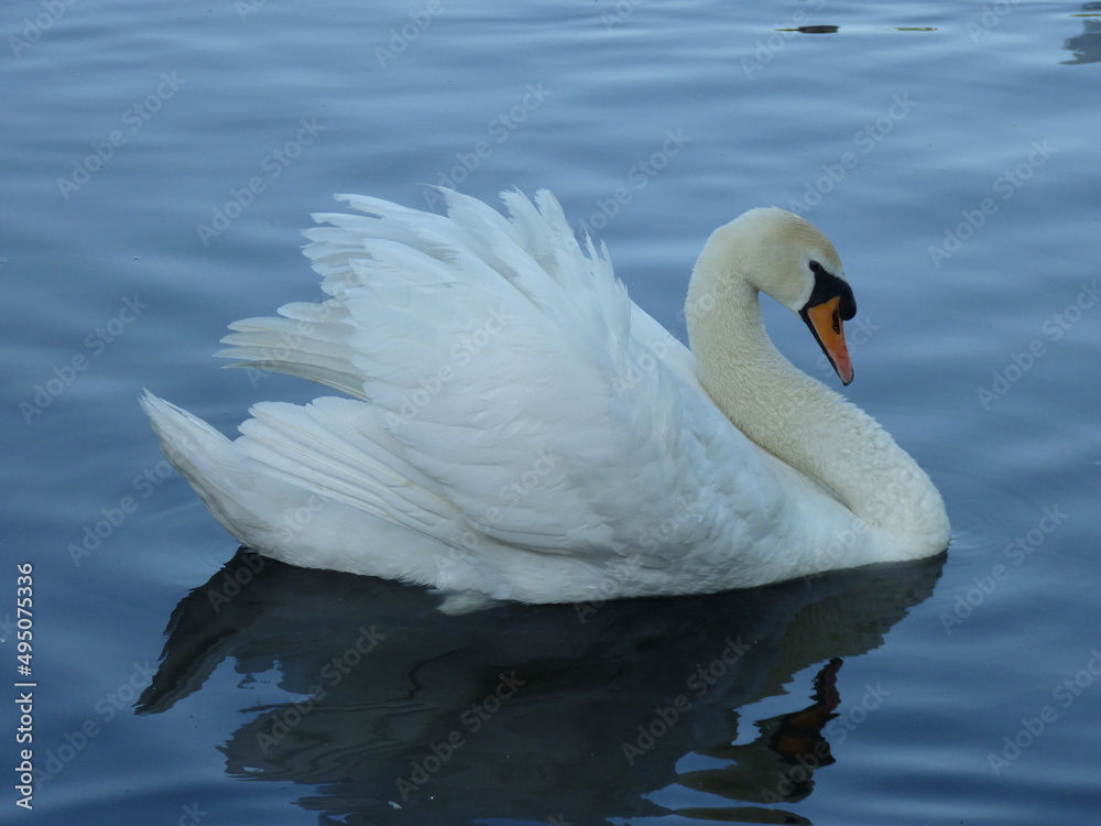 Nice birds, swans, ducks in water and ponds Nice birds, swans, ducks in water and ponds