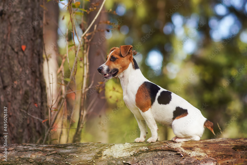 Small Jack Russell terrier dog in forest, sitting on fallen tree, looking to side, closeup detail