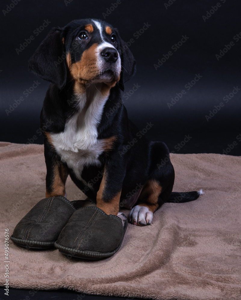 a black puppy in house slippers. large swiss mountain dog on a black background