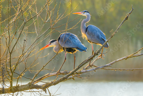 Two sunlit herons standing on the tree branches over lake photo