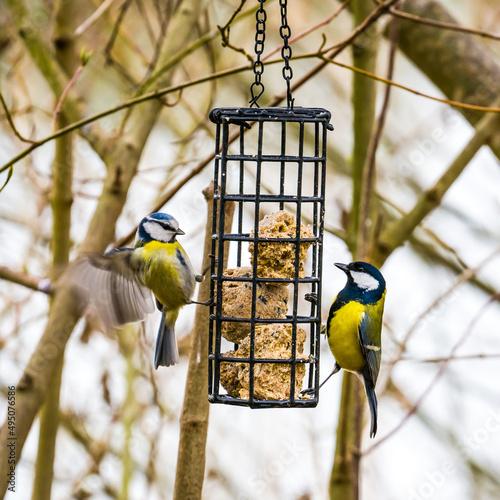 Two different tits eating on a bird feeder