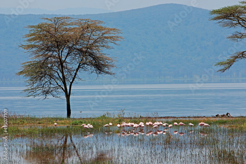Colorful flamingos in shallow water, Lake Nakuru National Park, Kenya.