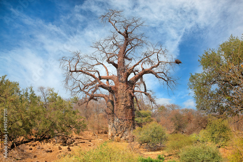 Large baobab tree during the dry season, Kruger National Park, South Africa.