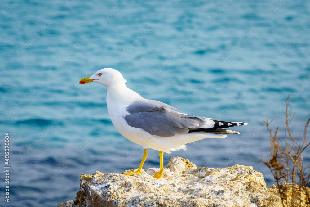 Seagull rests on a rock in the sea Seagull rests on a rock in the sea