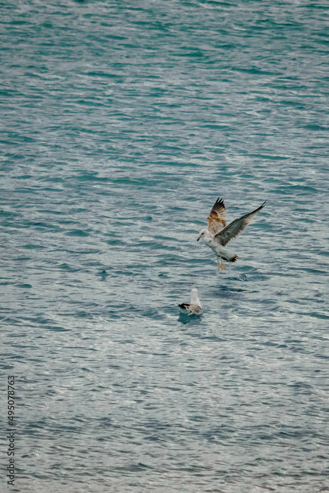 Seagull fishing on the shore of the beach Seagull fishing on the shore of the beach