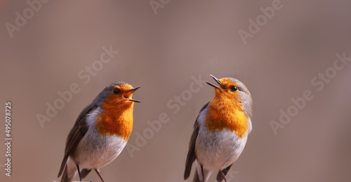 Pair of robins singing to each other, on a blurred pink background