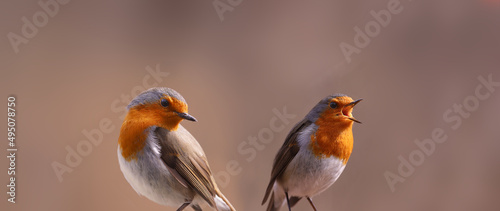 Two robins sit next to each other, on a blurred brown one listens to a song that the other sings...