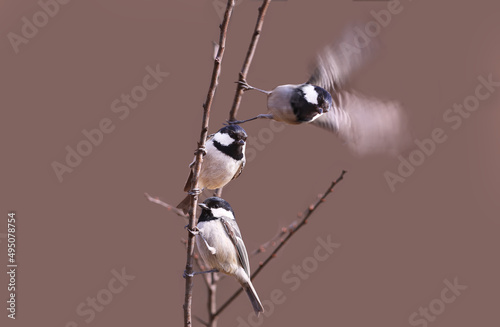 Three Coal tits on one branch, of which one flies away © chermit