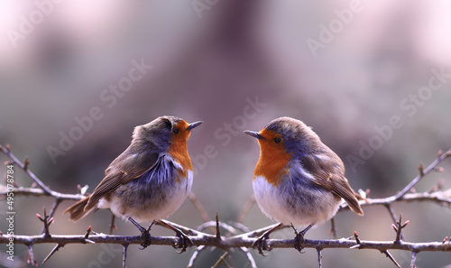 Two robins in windy weather are sitting on thin on branches, against a blurred background of indeterminate color