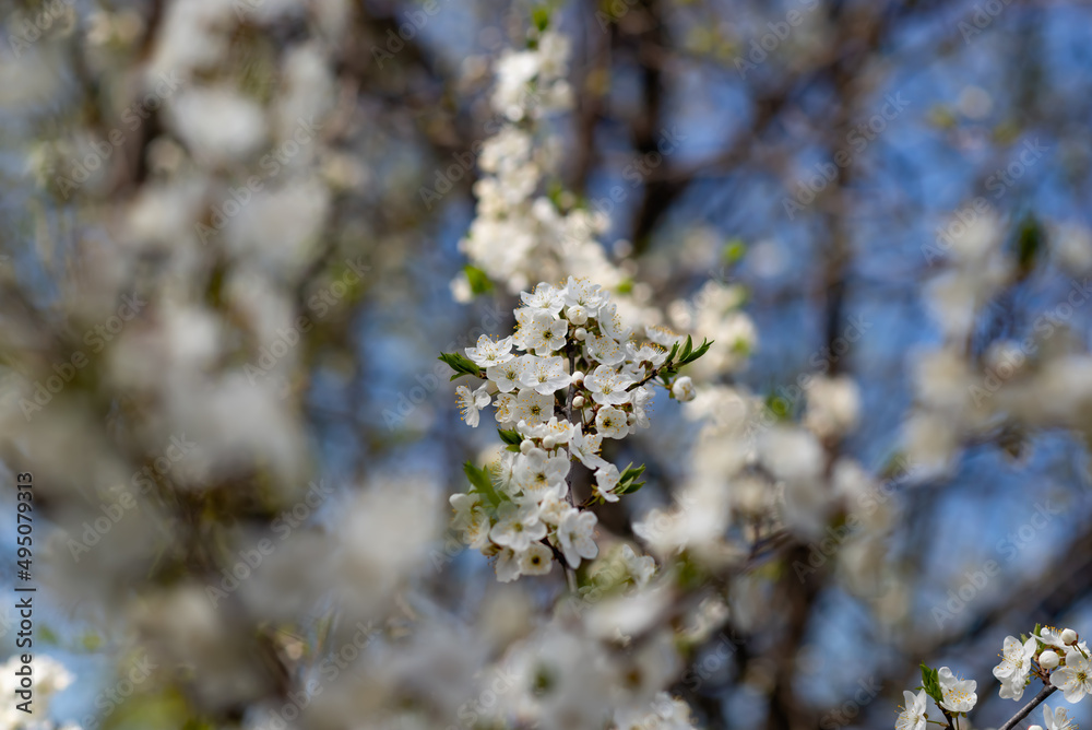 Fruit trees blooming in spring, fluffy delicate petals on the branches, white thin small leaves, with a blurred background, a beautiful floral background Fruit trees blooming in spring, fluffy delicate petals on the branches, white thin small leaves, with a blurred background, a beautiful floral background