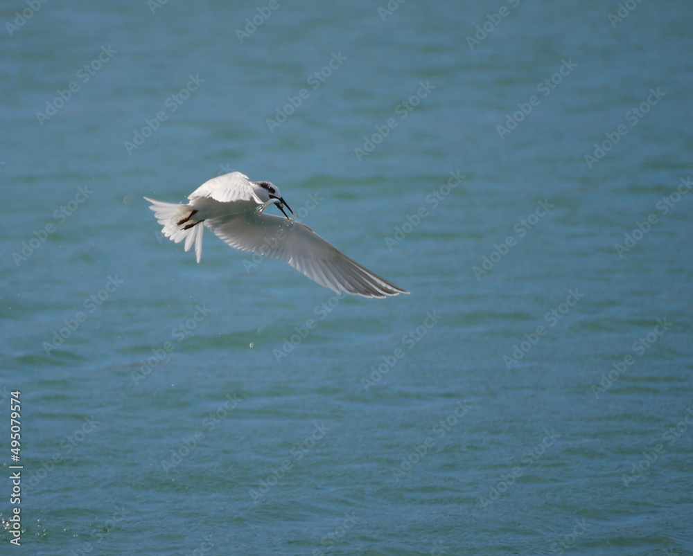 Naklejka premium A sandwich tern flying over the sea