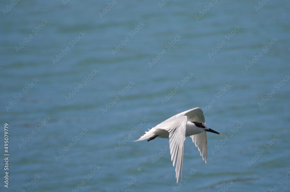 Fototapeta premium A sandwich tern flying over the sea