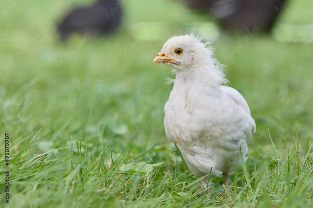 Young new born white chick of Poland chicken Young new born white chick of Poland chicken