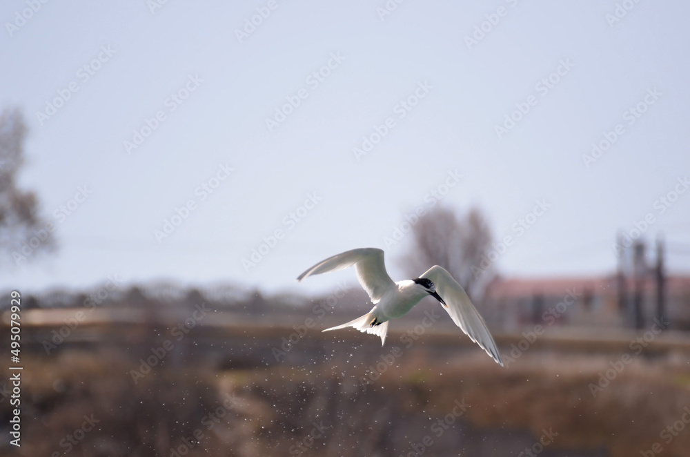 Fototapeta premium A sandwich tern flying over the sea