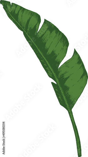 Tropical Leaf Hand Drawn Illustration