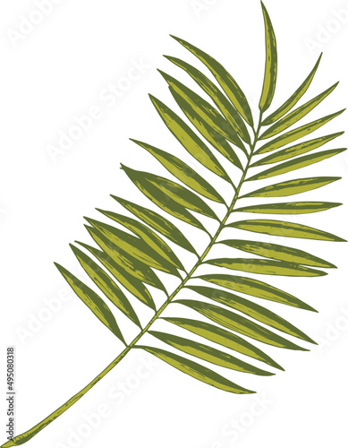 Tropical Leaf Branch Hand Drawn Illustration