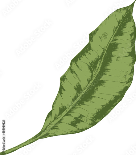 Tropical Leaf Hand Drawn Illustration