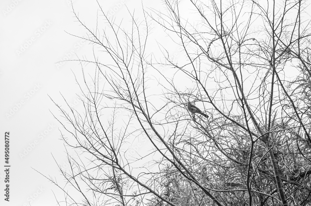 枯れ枝と鳥 bird on a branch 枯れ枝と鳥 bird on a branch