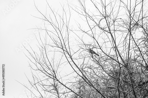 枯れ枝と鳥　bird on a branch