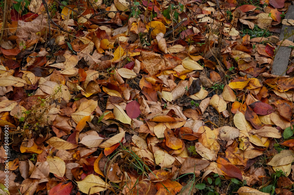 brown and red autumn leaves on the ground