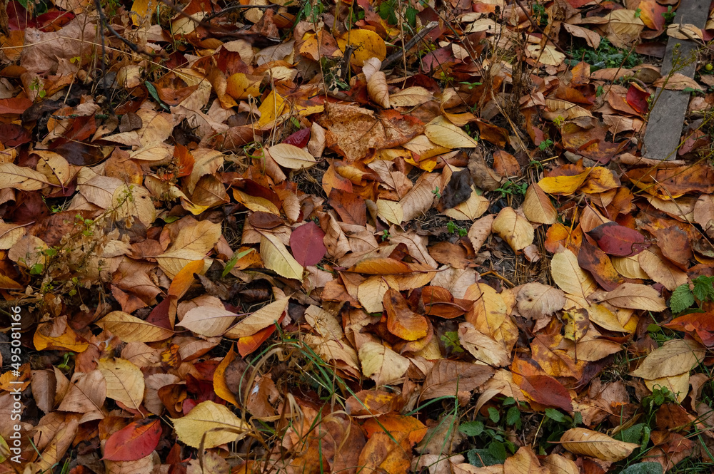 brown and red autumn leaves on the ground