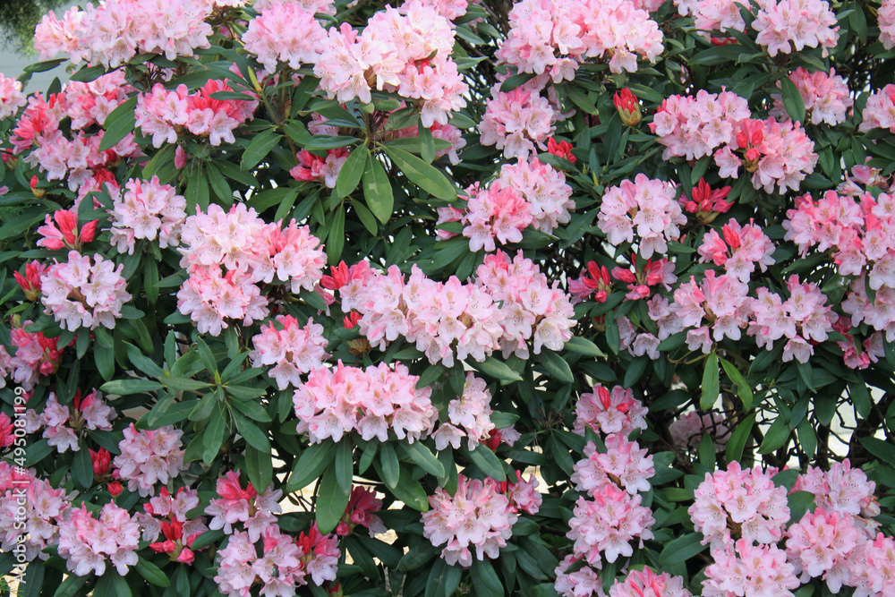 Fototapeta premium Pink blühende Hecke