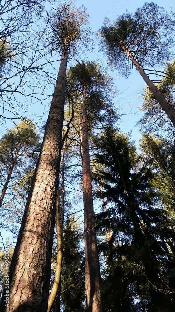Fototapeta premium pine trees