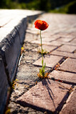 Bright red poppy grows from asphalt. lonely flower on road. Symbol of thirst for life and survival in all conditions. Impossible