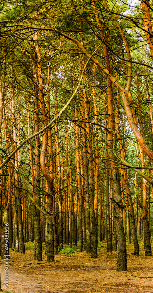 Fototapeta premium a pine forest in Volyn region, Ukraine
