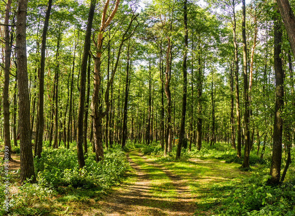Fototapeta premium a pine forest in Volyn region, Ukraine