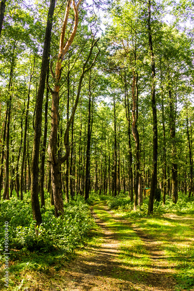 a pine forest in Volyn region, Ukraine