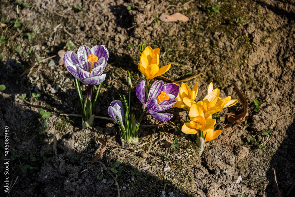 Obraz premium a blossoming crocuses at nature