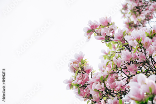 Blooming magnolia side .Blooming magnolia or decorative Japanese cherry tree with pink flowers in the garden, nature background.