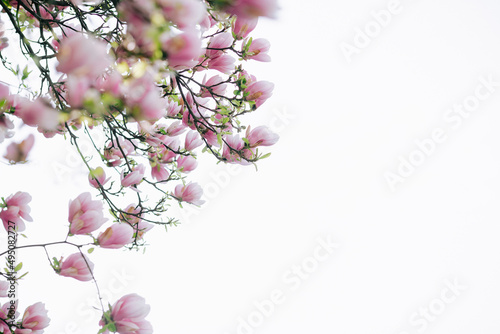 Blooming magnolia side .Blooming magnolia or decorative Japanese cherry tree ...