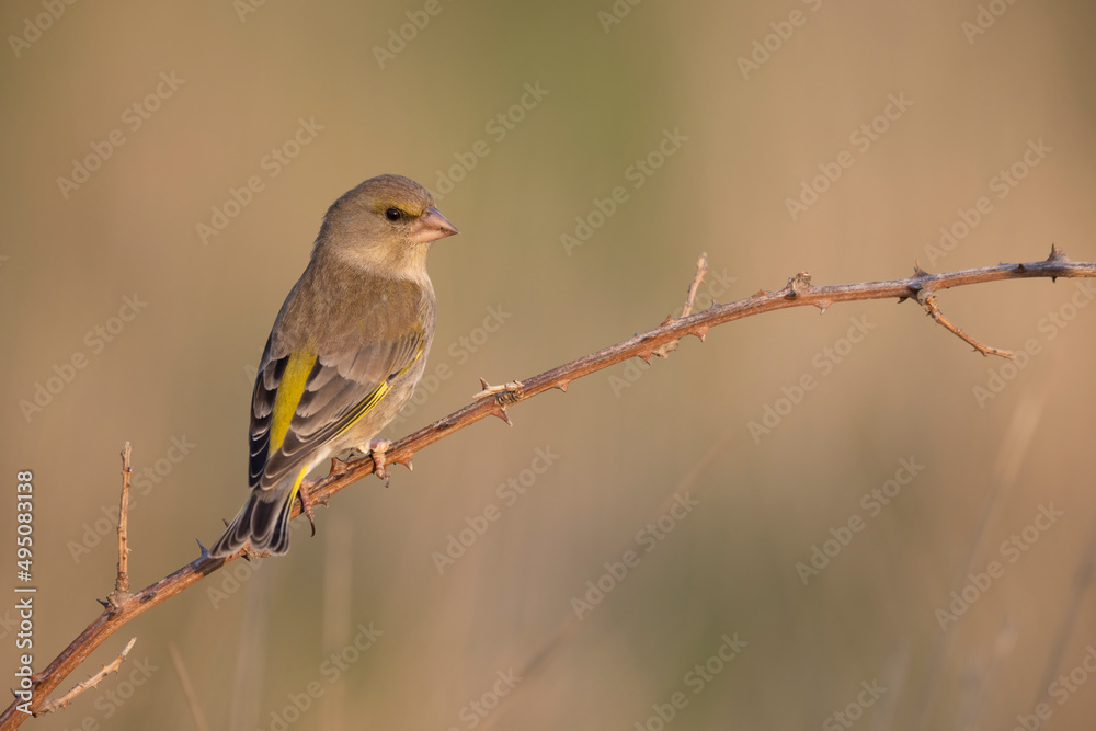 Obraz premium The European greenfinch or simply the greenfinch (Chloris chloris)