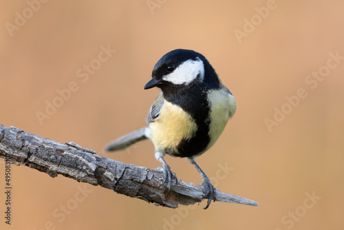 The great tit is a colourful bird with greenish-yellow plumage