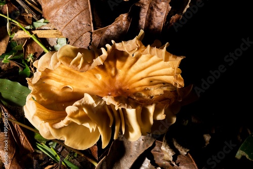 Cogumelo ou Xeromphalina campanella. Fungo Xeromphalina campanella é uma espécie de cogumelo. Os nomes comuns das espécies incluem a trombeta dourada e o sino Omphalina.  photo