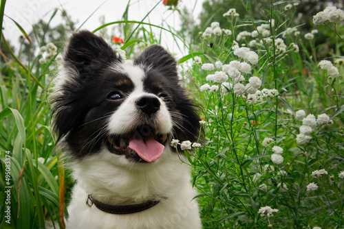 Cute black and white dog with tongue sticking out close-up on a background of grass and flowers