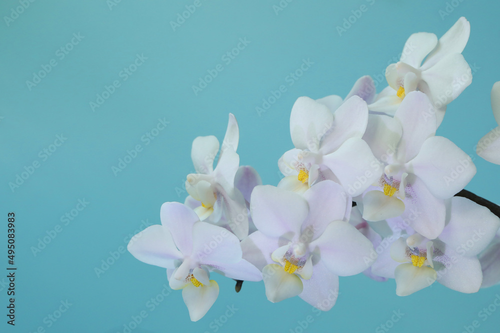 Obraz premium orchid on blue background
