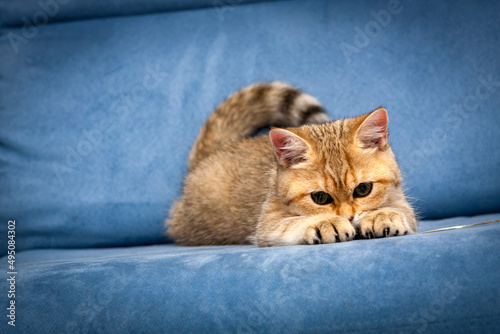 A funny British kitten is playing with its front paws with claws in front of it on a blue sofa.