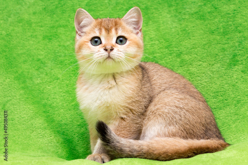 A golden British kitten sits close-up on a green background.