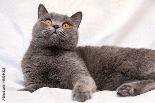 An adult British cat of blue color with beautiful orange eyes on a light background.