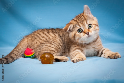 Funny striped kitten shakes his head funny, lies with his paws spread in front of the camera.